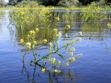Rorippa amphibia