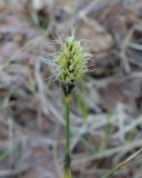 Eriophorum vaginatum