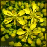 Isatis tinctoria