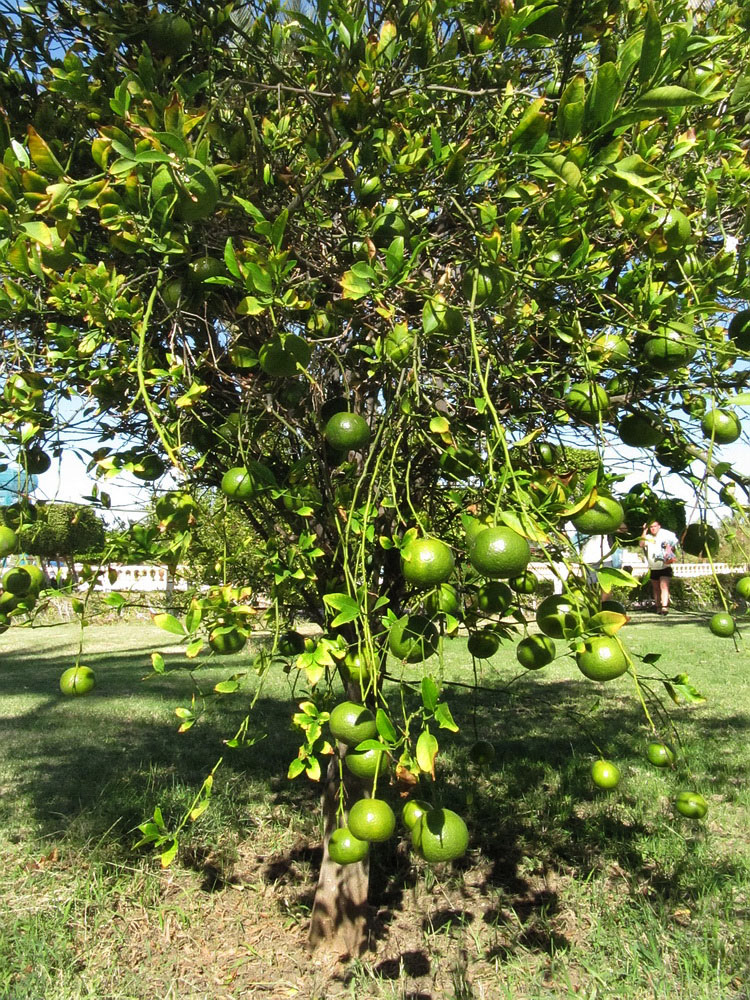 Изображение особи Citrus sinensis.