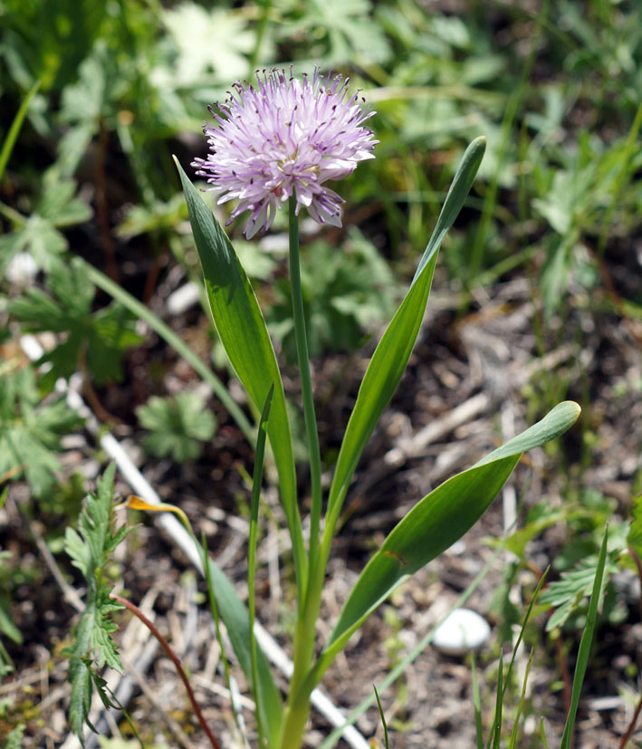 Image of Allium amblyophyllum specimen.