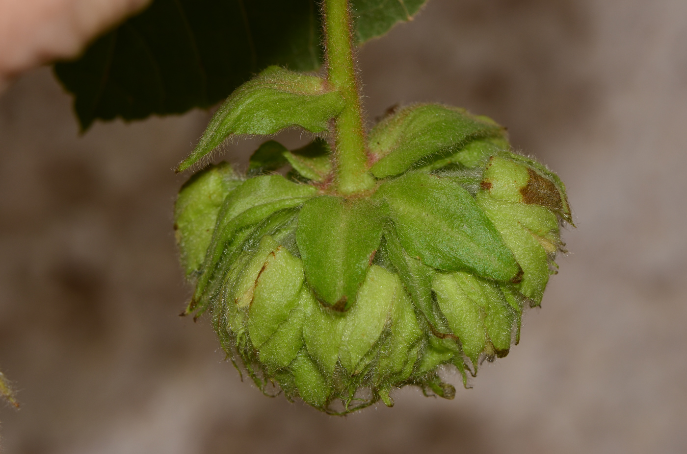 Image of Dombeya × cayeuxii specimen.