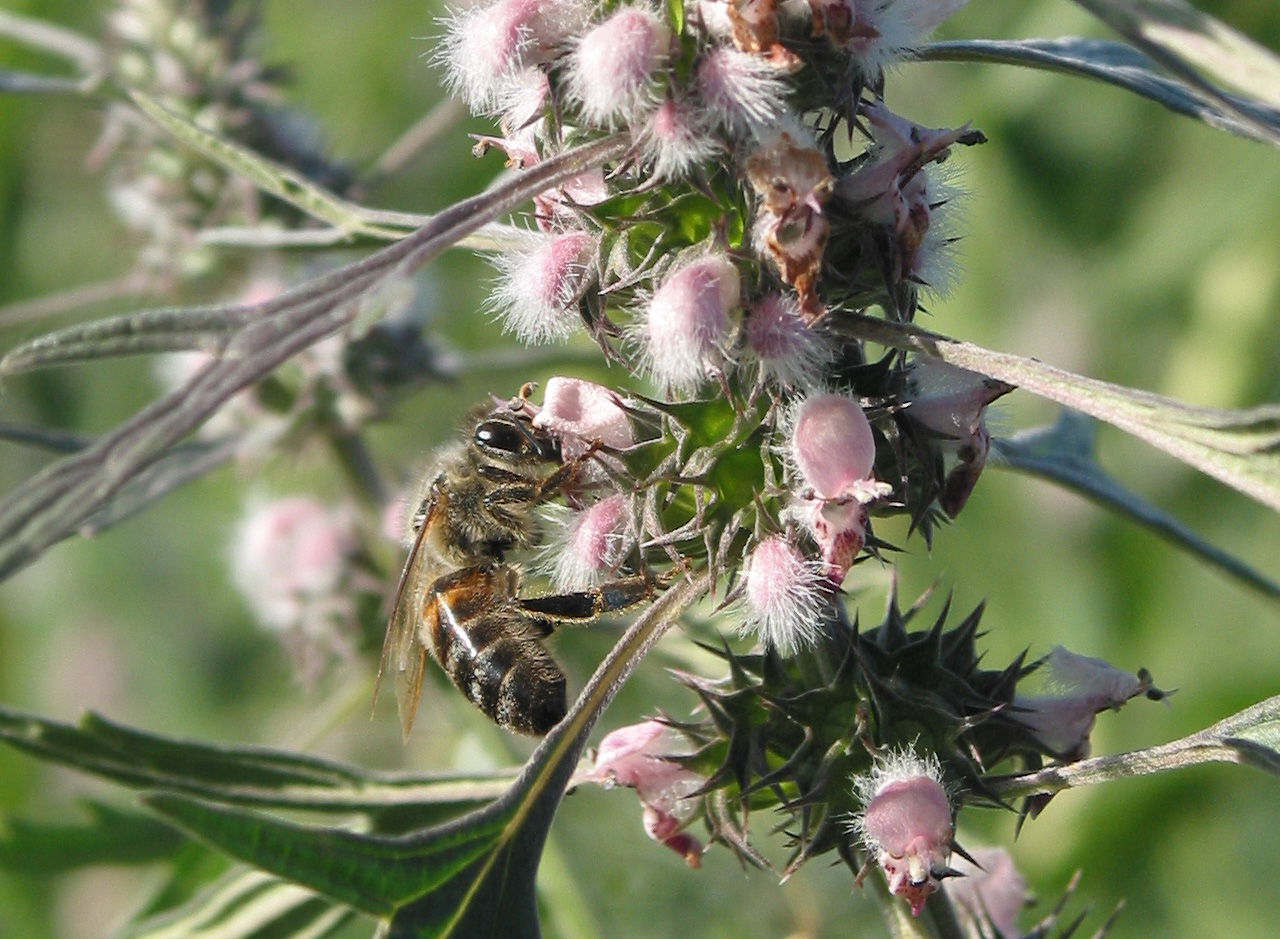 Изображение особи Leonurus glaucescens.