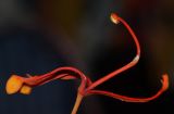 Stenocarpus sinuatus. Цветок на женской стадии цветения. Израиль, Шарон, пос. Кфар Монаш, ботанический сад \"Хават Ганой\". 31.08.2015.