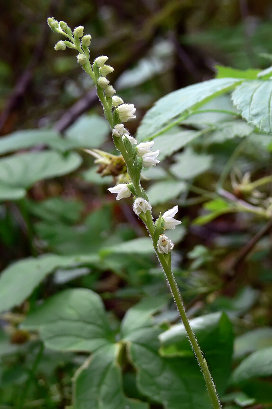 Изображение особи Goodyera repens.