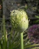 Allium gultschense