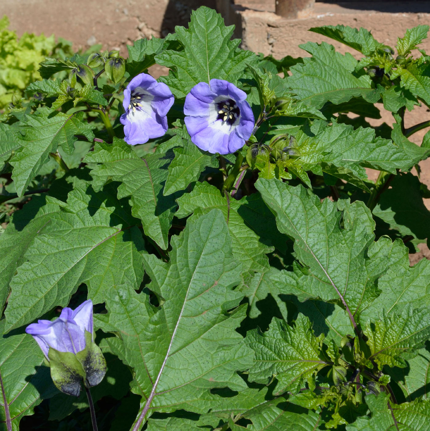 Image of Nicandra physalodes specimen.