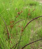 Juncus articulatus. Верхушки аномальных побегов. Архангельская обл., Холмогорский р-н, окр. пос. Усть-Пинега, берег р. Пинега. 20.07.2013.