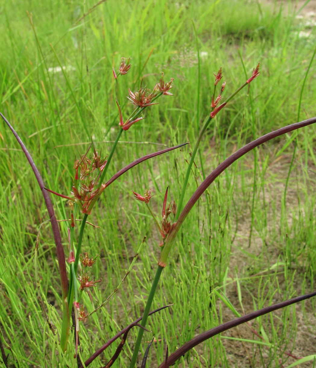 Изображение особи Juncus articulatus.