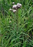 Eupatorium lindleyanum