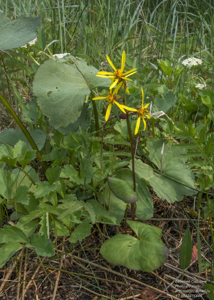 Image of Ligularia sibirica specimen.