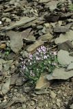 Astragalus pachyrrhizus