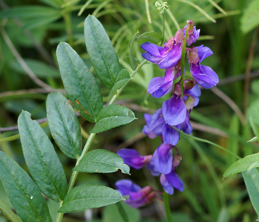 Image of Vicia amoena specimen.