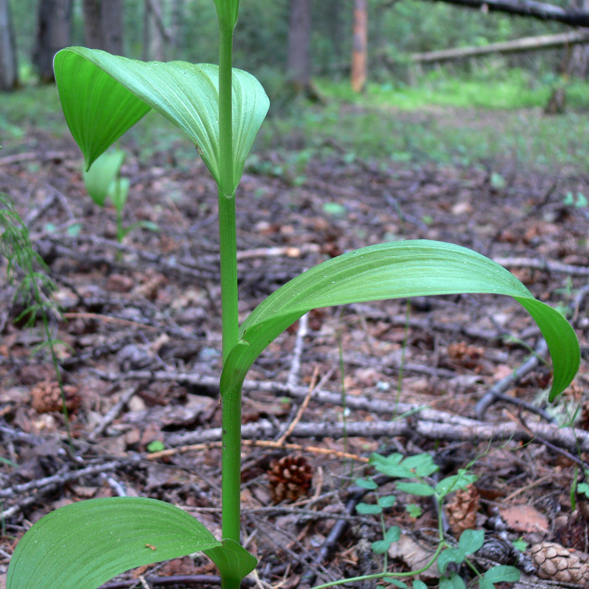 Изображение особи Veratrum lobelianum.