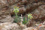 Onosma irritans