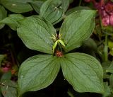Paris quadrifolia. Верхушка растения с листьями и развивающимся плодом. Московская обл., Раменский р-н, окр. ж.-д. платформы Хрипань, смешанный лес у ЛЭП. 18.05.2016.