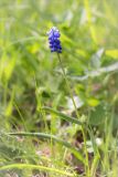genus Muscari. Цветущее растение. Санкт-Петербург, Старый Петергоф, парк \"Сергиевка\", газон. 16.05.2015.