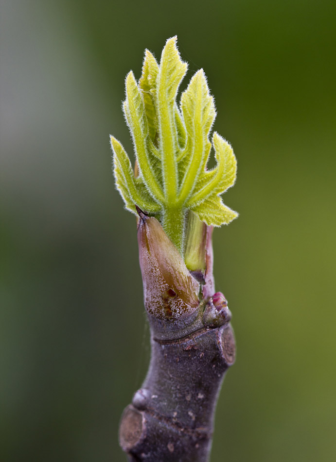 Изображение особи Ficus carica.