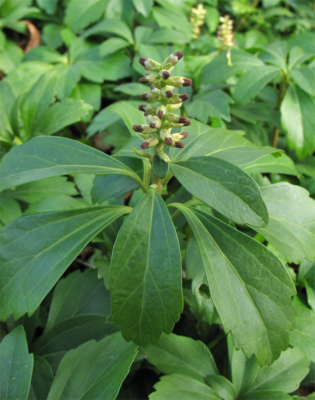 Изображение особи Pachysandra terminalis.