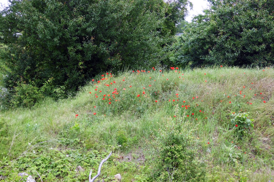 Изображение особи Papaver rhoeas.