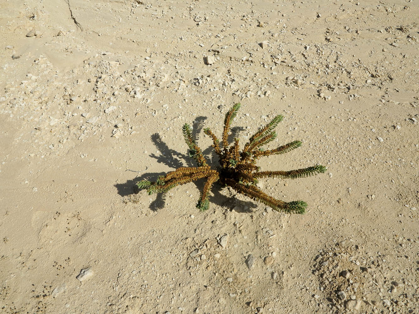 Изображение особи Hyoscyamus desertorum .