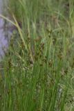 Juncus articulatus