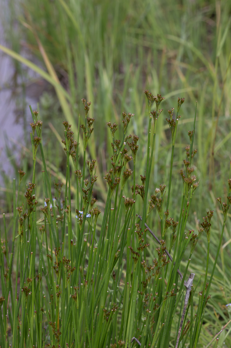 Image of Juncus articulatus specimen.