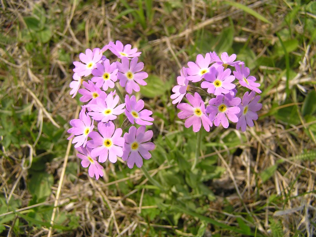 Изображение особи Primula farinosa.