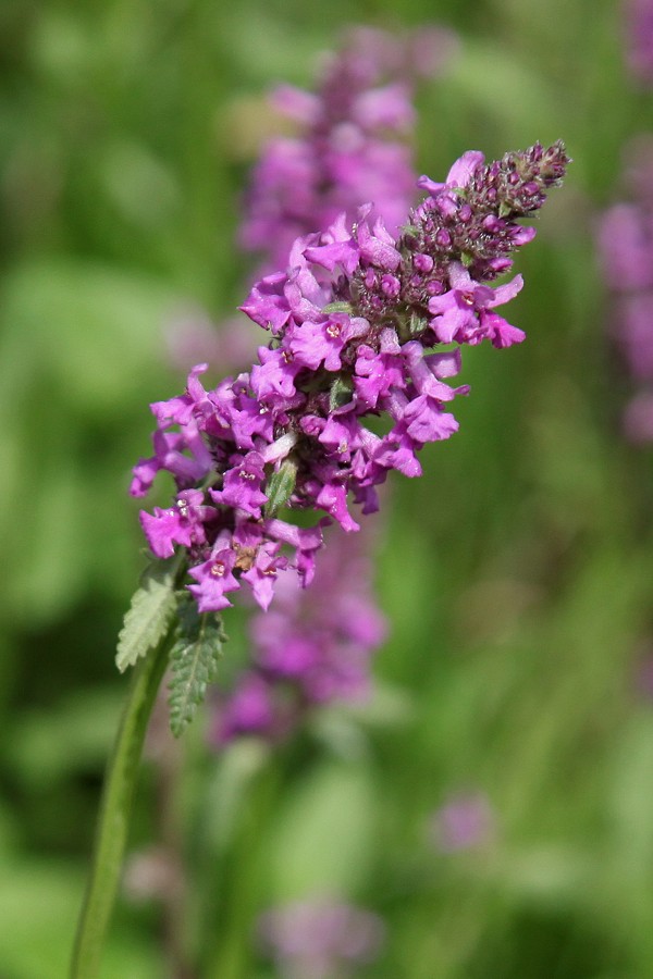 Изображение особи Betonica officinalis.