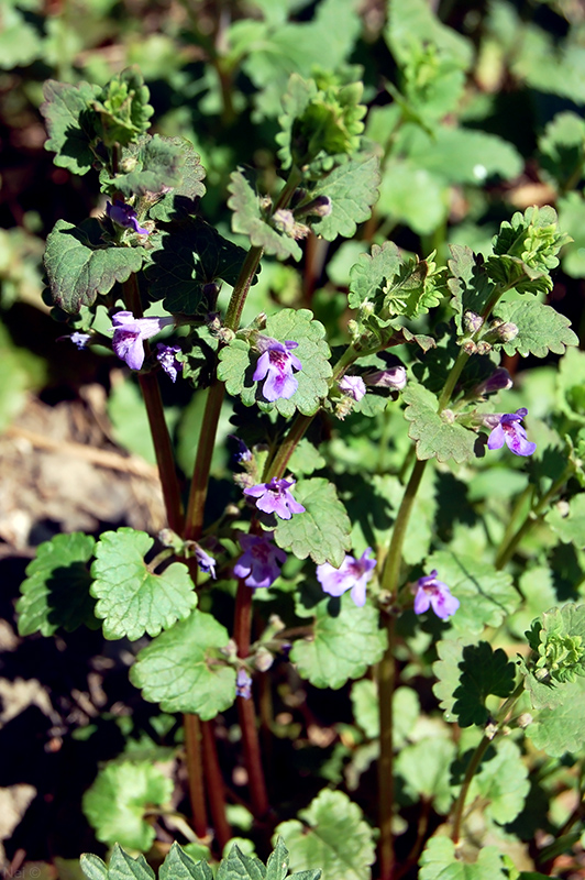 Изображение особи Glechoma hederacea.