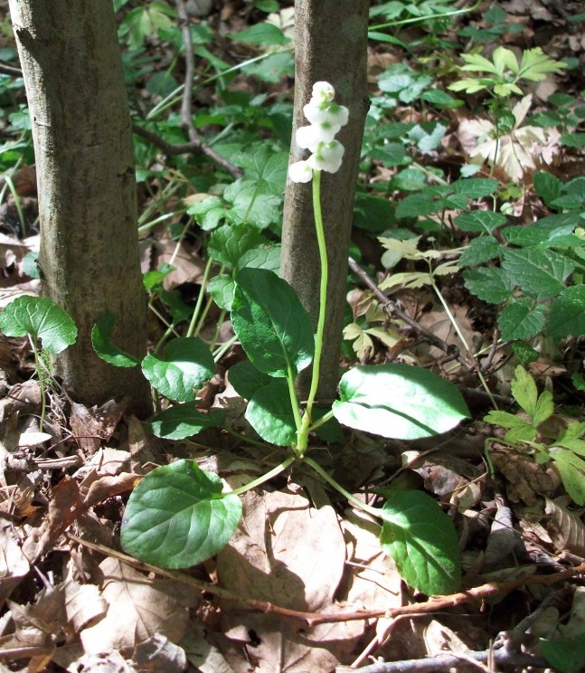 Image of Pyrola media specimen.