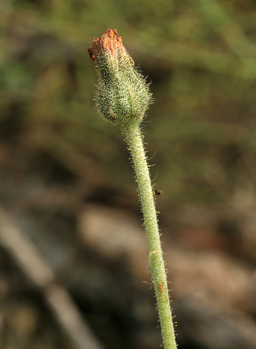 Изображение особи Pilosella officinarum.