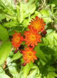 Pilosella aurantiaca. Верхушка цветущего растения. Камчатский край, г. Петропавловск-Камчатский, южный склон горы Раковая, каменноберезовый лес. 28.07.2016.