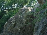 Gypsophila pacifica. Цветущее растение. Приморье, окр. г. Находка, в расщелине скалы. 04.08.2016.