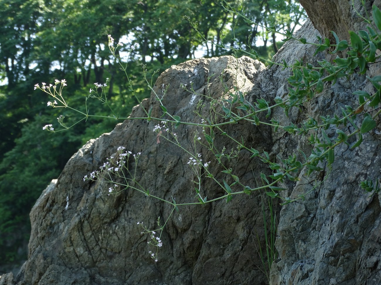 Image of Gypsophila pacifica specimen.
