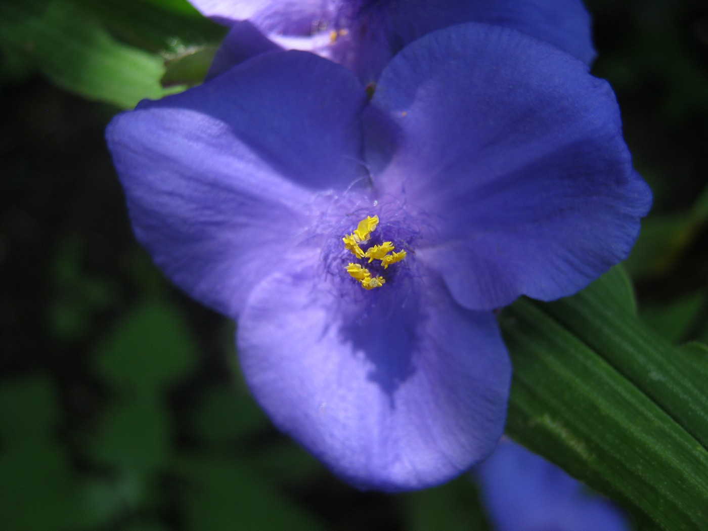 Изображение особи Tradescantia virginiana.