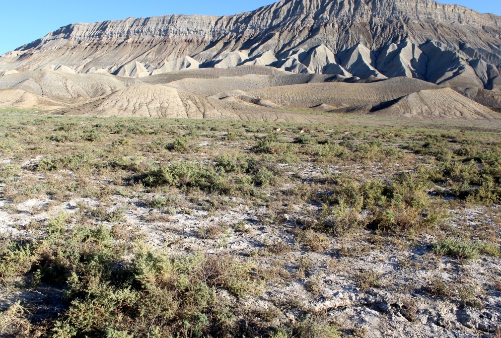 Image of Salsola dendroides specimen.