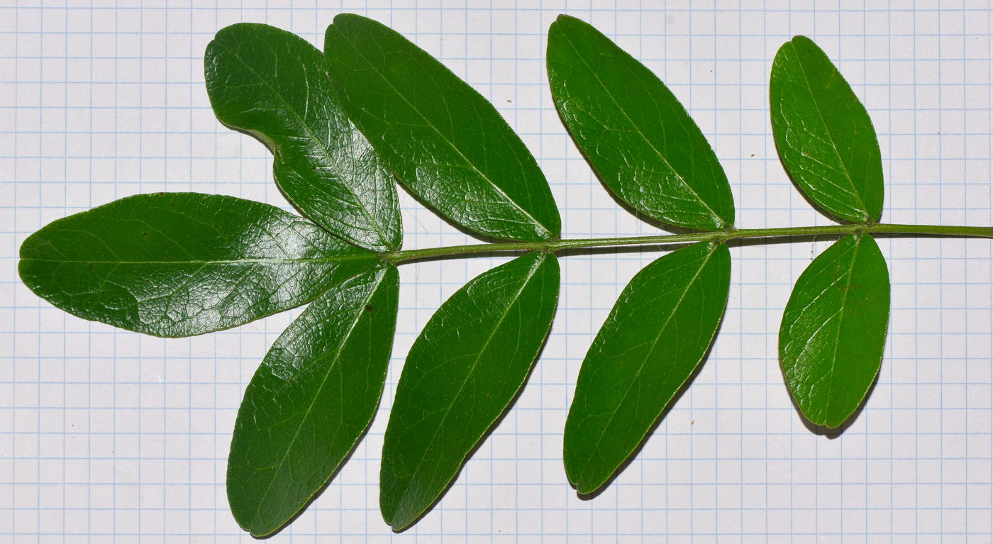 Image of Sophora secundiflora specimen.