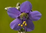 Polemonium caeruleum