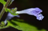 Scutellaria pekinensis. Цветок. Приморский край, окр. г. Находка, в дубовом лесу. 17.06.2016.