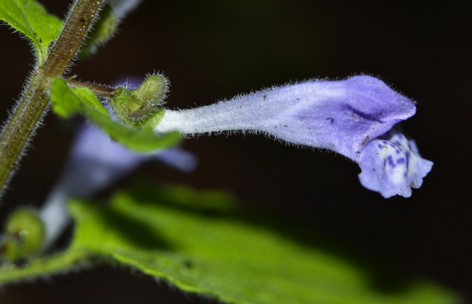 Изображение особи Scutellaria pekinensis.