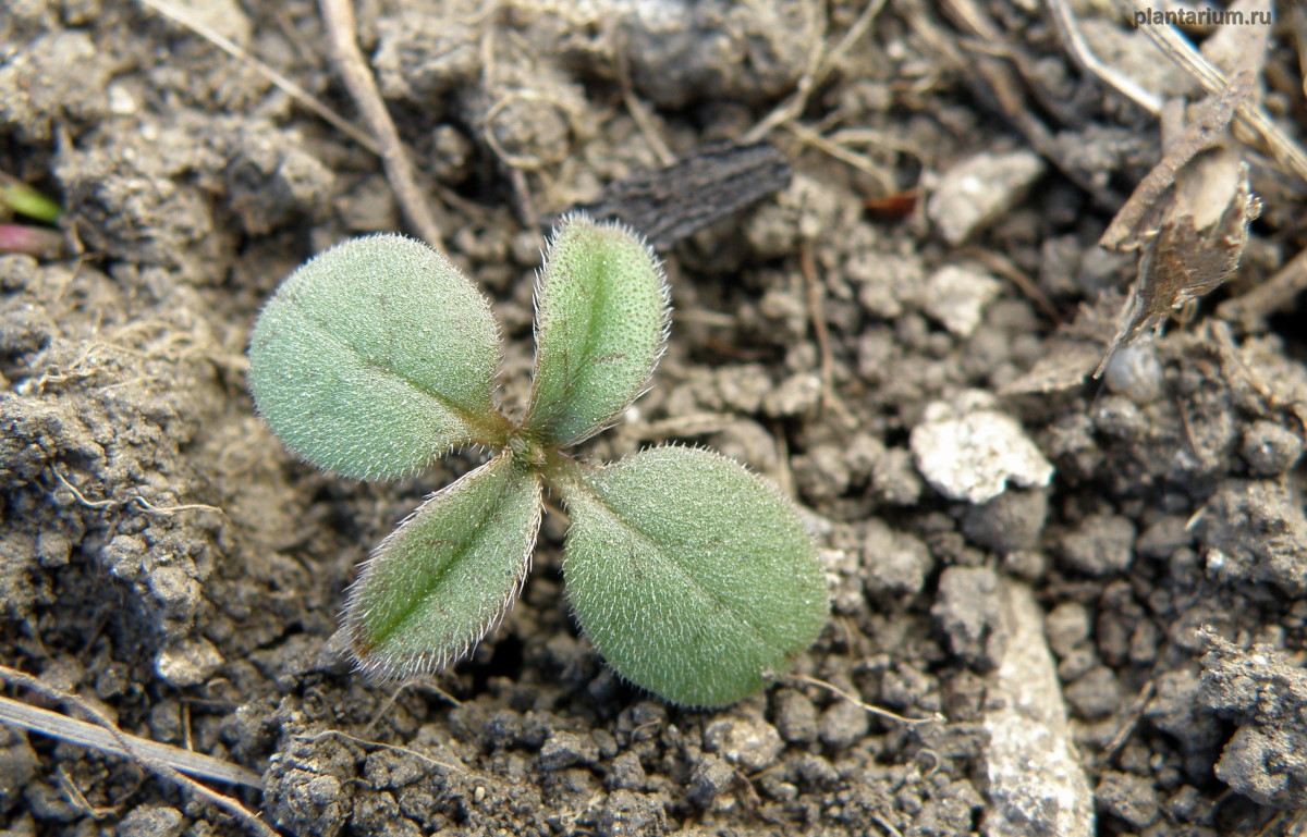 Изображение особи Buglossoides arvensis.