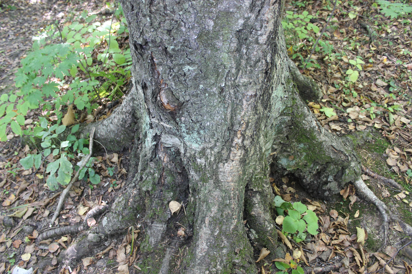 Изображение особи Betula platyphylla.