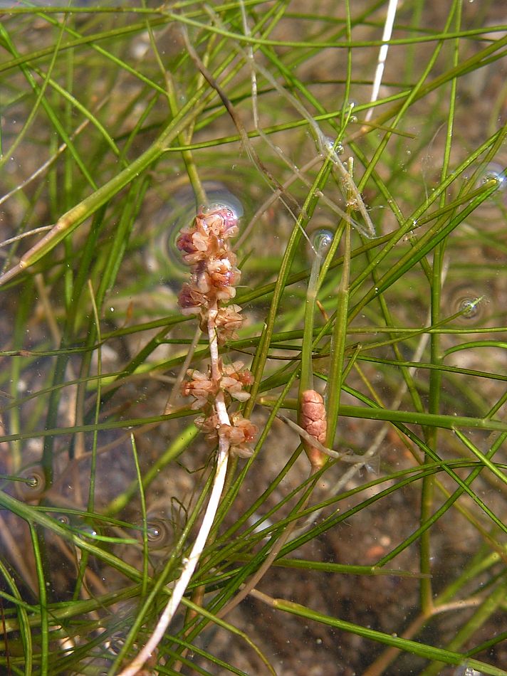 Изображение особи Potamogeton pectinatus.