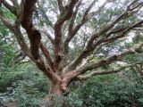 Torreya nucifera