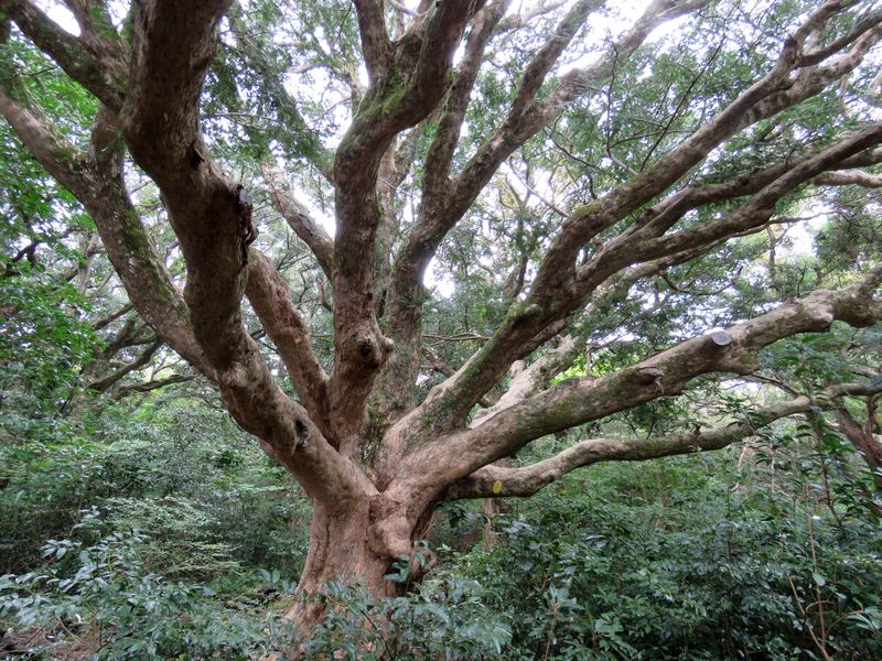 Изображение особи Torreya nucifera.