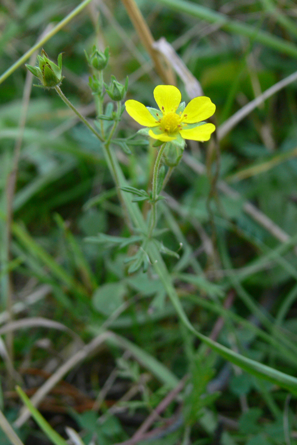 Изображение особи Potentilla argentea.