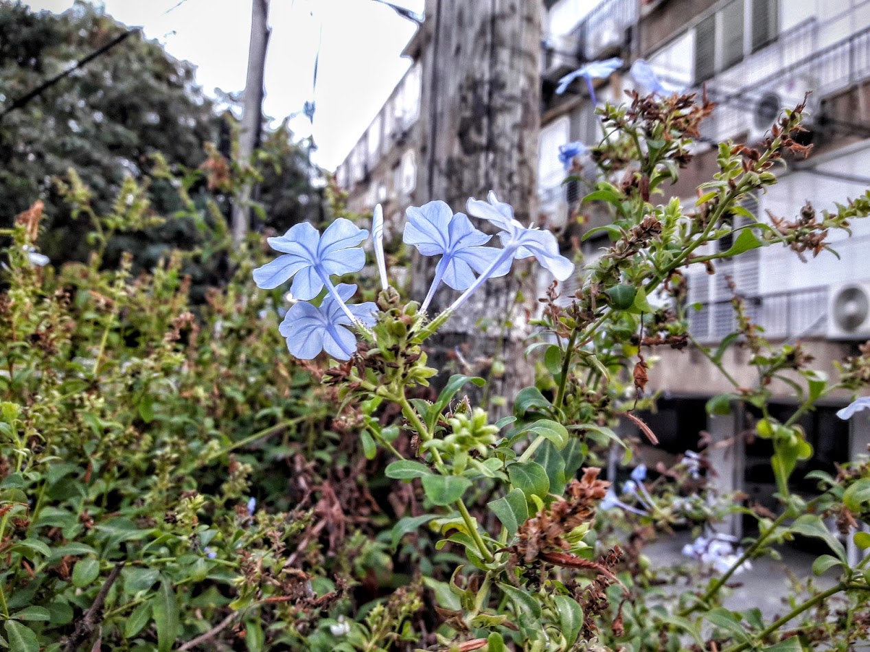 Image of Plumbago auriculata specimen.