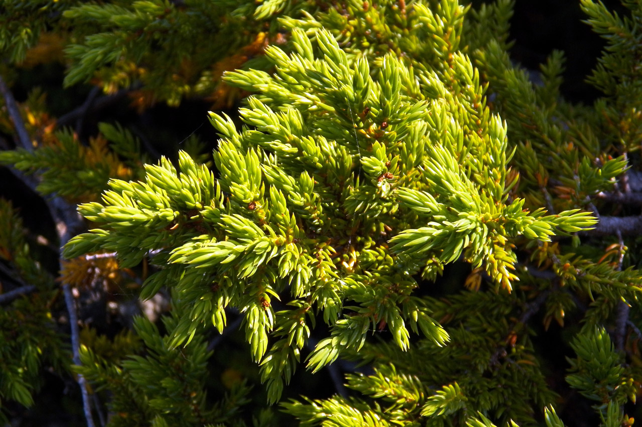 Image of Juniperus sibirica specimen.