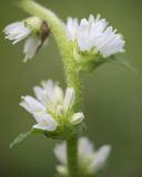 Campanula cervicaria
